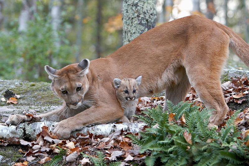 The Utah Wildlife Board has increased the number of cougar hunt permits available this year. The Utah Humane Society argues hunting cougars is merely "trophy hunting" and does not contribute to wildlife management. Date and location of photo not provided | Photo courtesy Utah Humane Society, St. George News