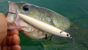 The smallmouth bass limit at Jordanelle Reservoir will change a bit starting Jan. 1, 2017. Hopefully, that change -- coupled with tiger muskies and wipers that were placed in the reservoir this year -- will produce better smallmouth bass fishing in the future | Photo by Wayne Gustaveson, Utah Division of Wildlife Resources, St. George News