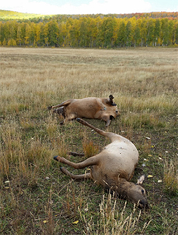 This cow and calf elk were shot and left to waste during the muzzleloader deer season in the Kolob Pasture area of Cedar Mountain near Cedar City, Sept. 30, 2016 | Photo courtesy of the Utah Division of Wildlife Resources