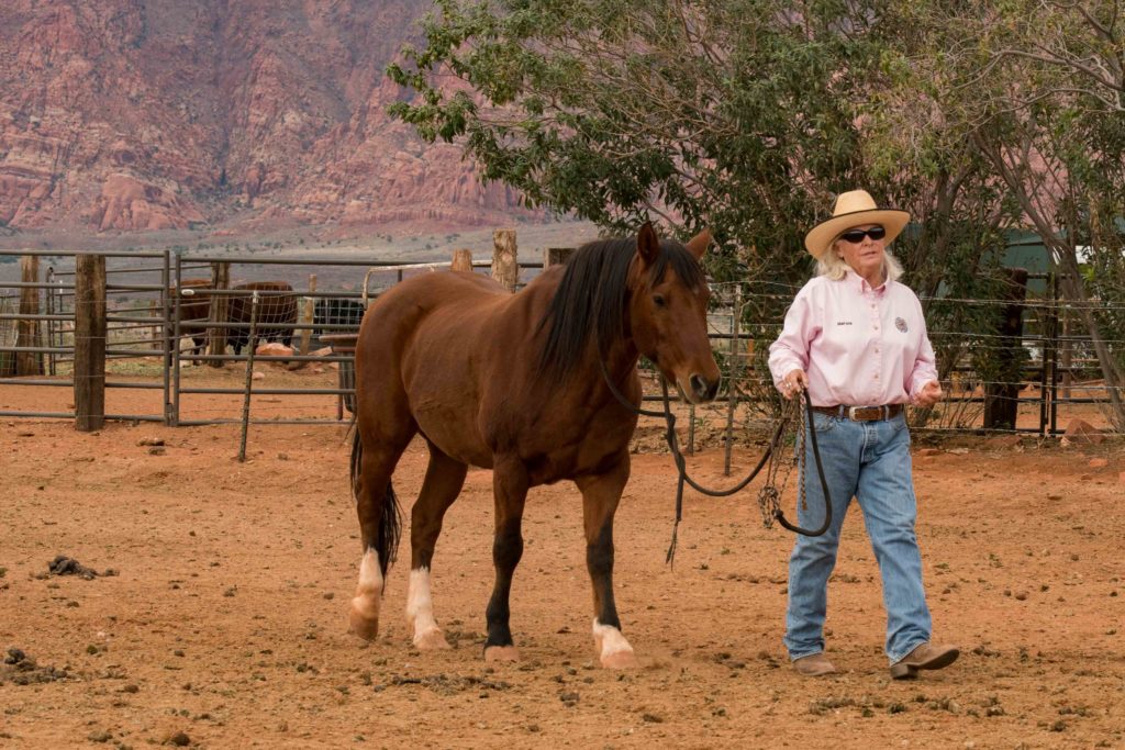 Marcia Thayne leads a mustang at Kayenta Korrals, Ivins, Utah, Oct. 29, 2016 | Photo by Jim Lillywhite, St. George News