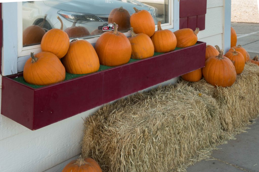 Pumpkins for pie, Veyo, Utah, Oct. 31, 2016 | Photo by Jim Lillywhite, St. George News