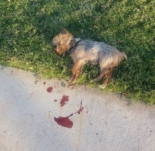 A small dog lies dead after being killed by a man with pruning shears, St. George, Utah, Nov. 11, 2016 | Photo courtesy of Nancy Jean, St. George News