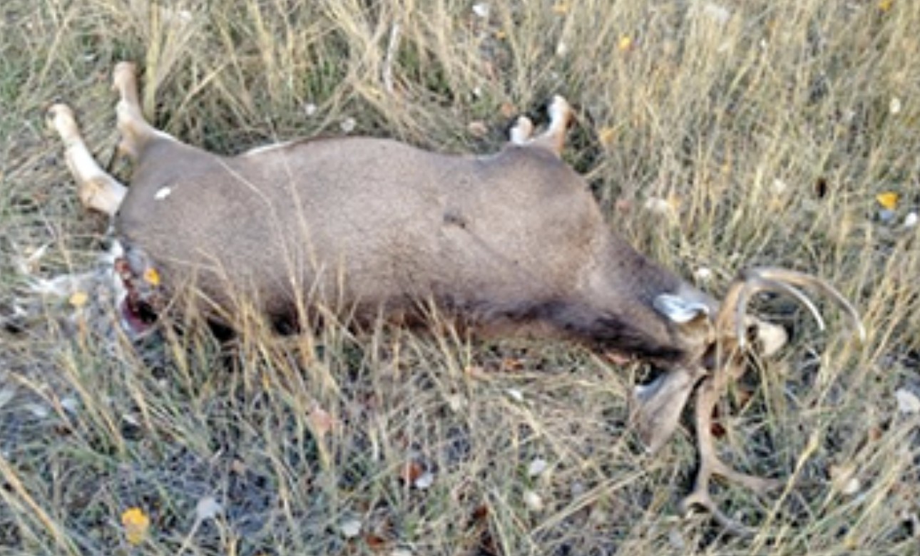 This 3X4 buck is believed to have been poached on a CWMU along Highway 9 in Kane County, Utah, Oct. 24, 2016 | Photo courtesy of Utah Division of the Wildlife Resources, St. George News