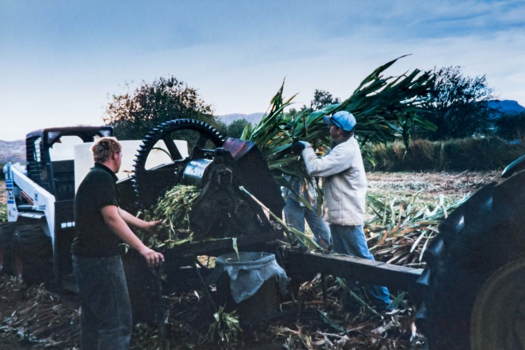 Feeding sorghum canes through rollers to squeeze out the juice, Washington, Utah, date not specified | Photo courtesy of John Kirkland, St. George News