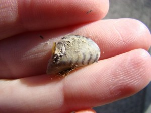 quagga mussels