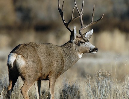 Deer, pheasants, salmon hunting reports, what to know – St George News