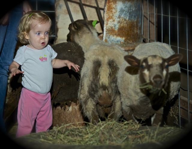 Addison Zimmerman enjoys the sheep at the Staheli Family Farms Pumpkin fest