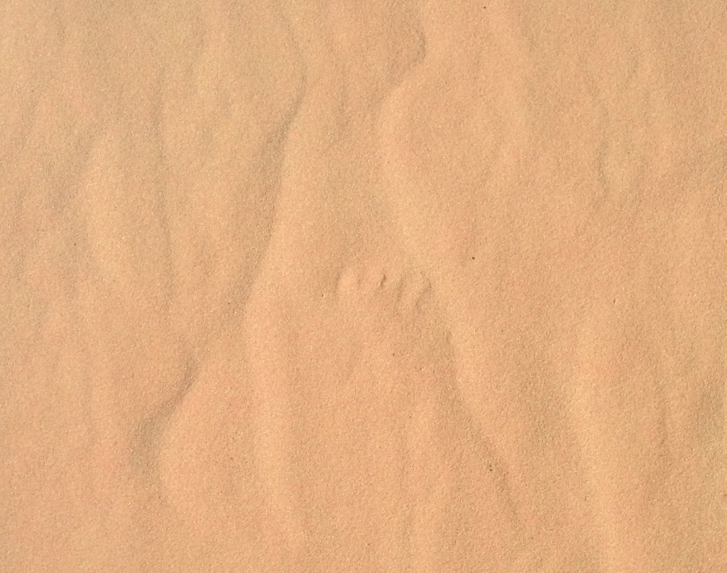 Wildlife track Coral Pink Sand Dunes Utah STGnews.com photo