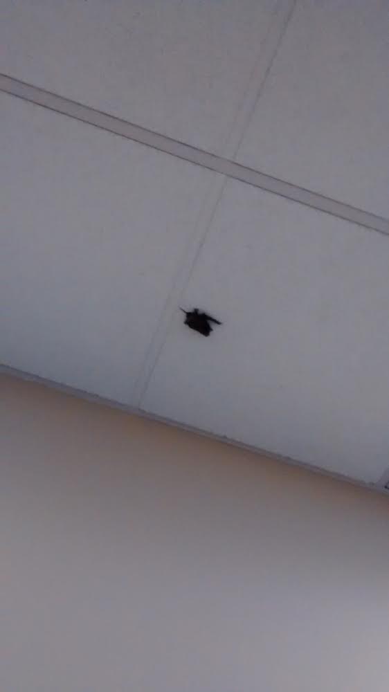 Thousands Of Bats Invade 5th District Courthouse St George News