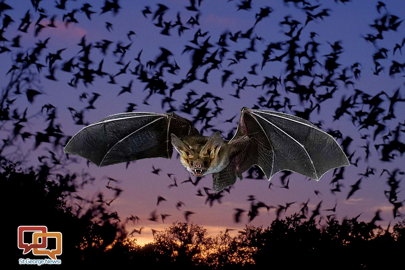 Officials Trap Colony Of Bats In Elementary School Ceiling St
