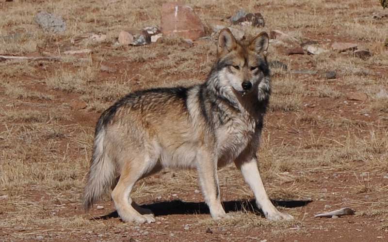 Mexican gray wolf in captivity at the Sevilleta Wolf Management Facility, New Mexico, 2011 | Photo courtesy of U.S. Fish and Wildlife Service, St. George News 