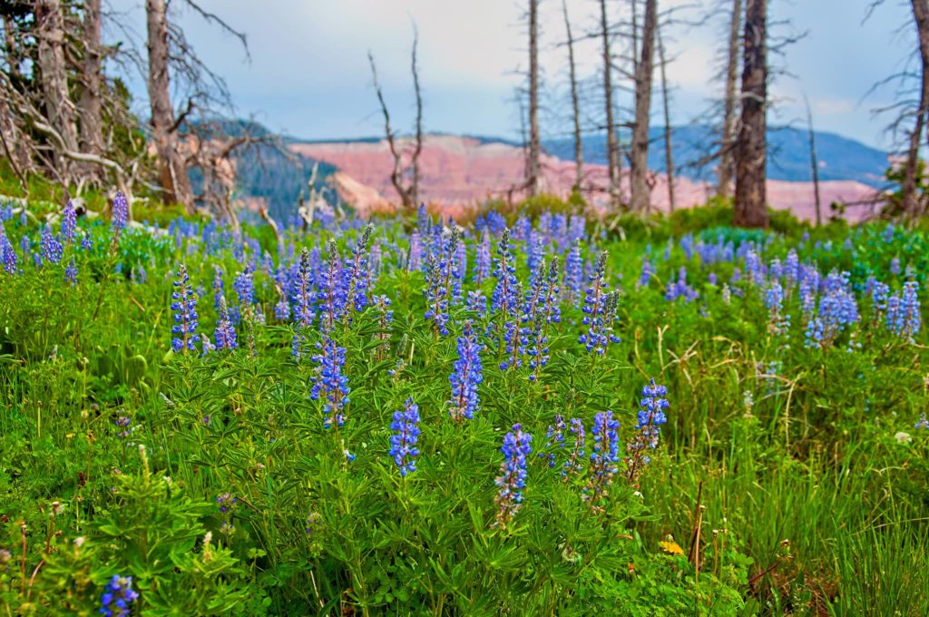 Cedar Breaks 