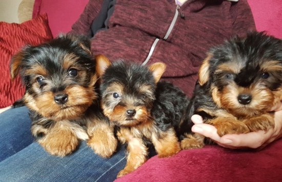 yorkie puppies for sell