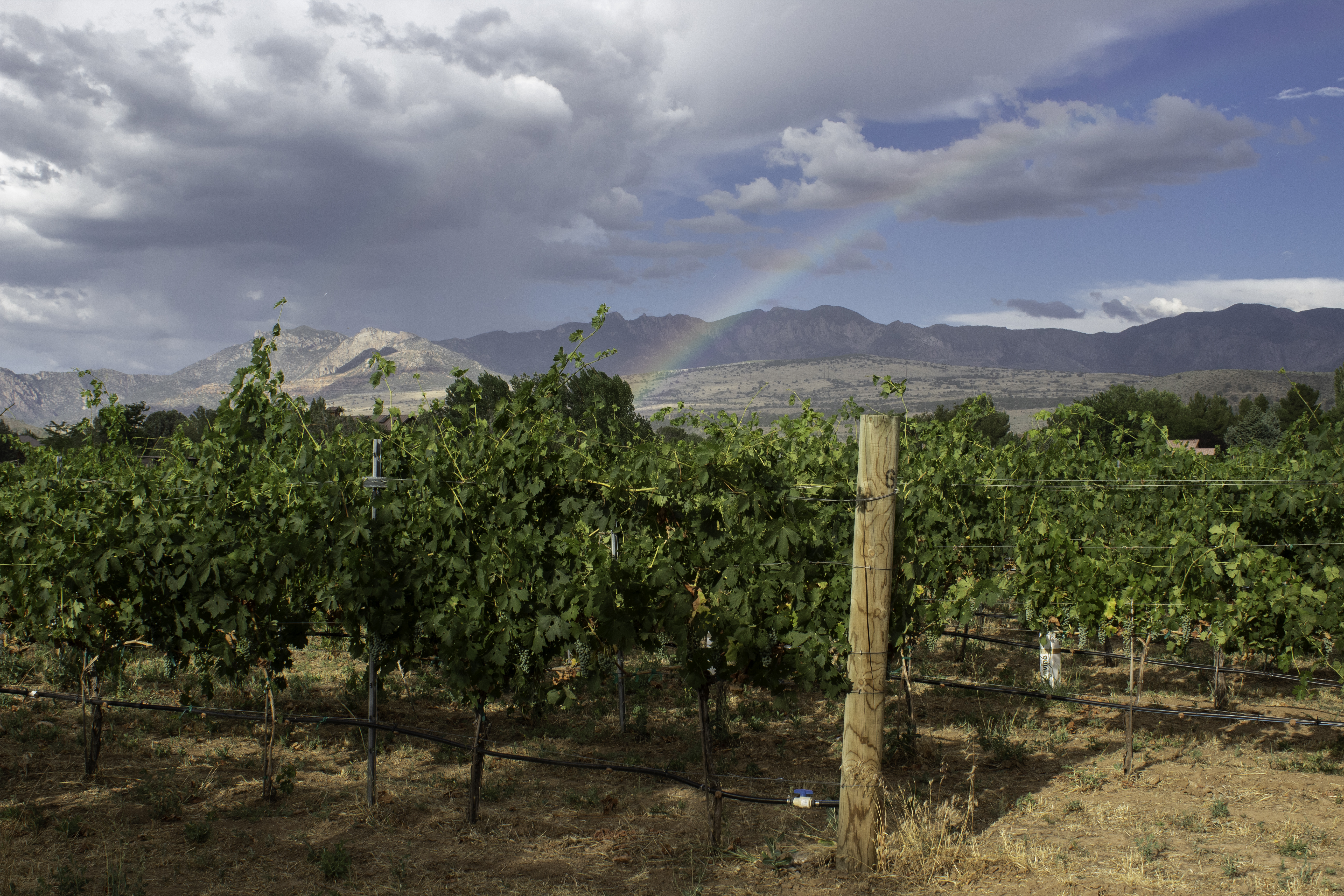Bold And Delaney Winery And Tasting Room To Open At Dammeron Valley Vineyards Cedar City News