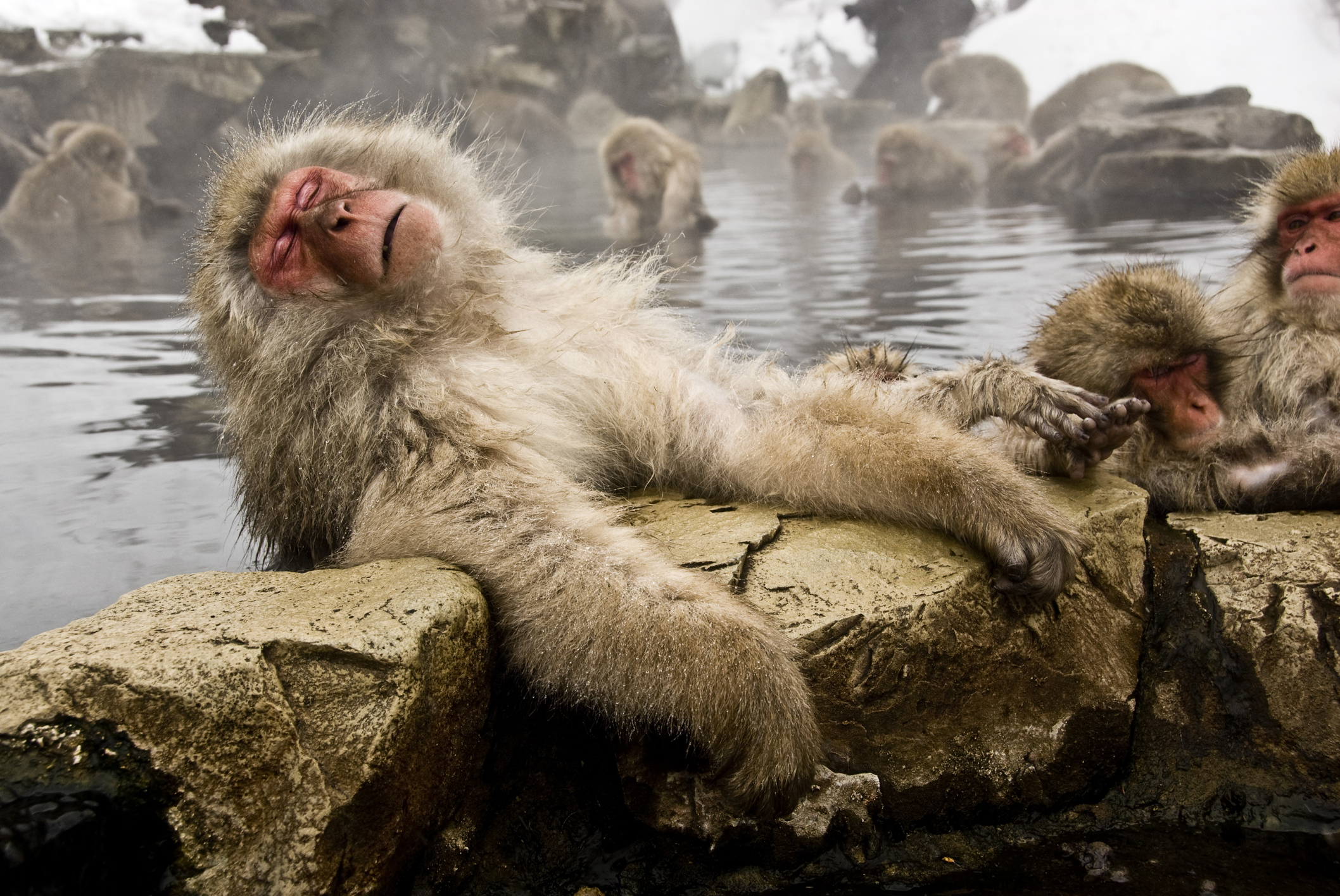 Группа обезьяна купается в теплой. Парк Джигокудани Япония. Японские макаки в горячих источниках зимой. Макаки в Японии в термальных источниках. Обезьянка в термальных источниках Японии.