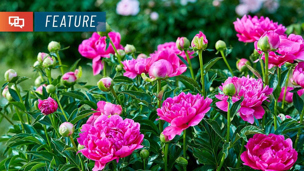 Lush Peonies Add Beauty And Fragrance To Early Summer Gardens St