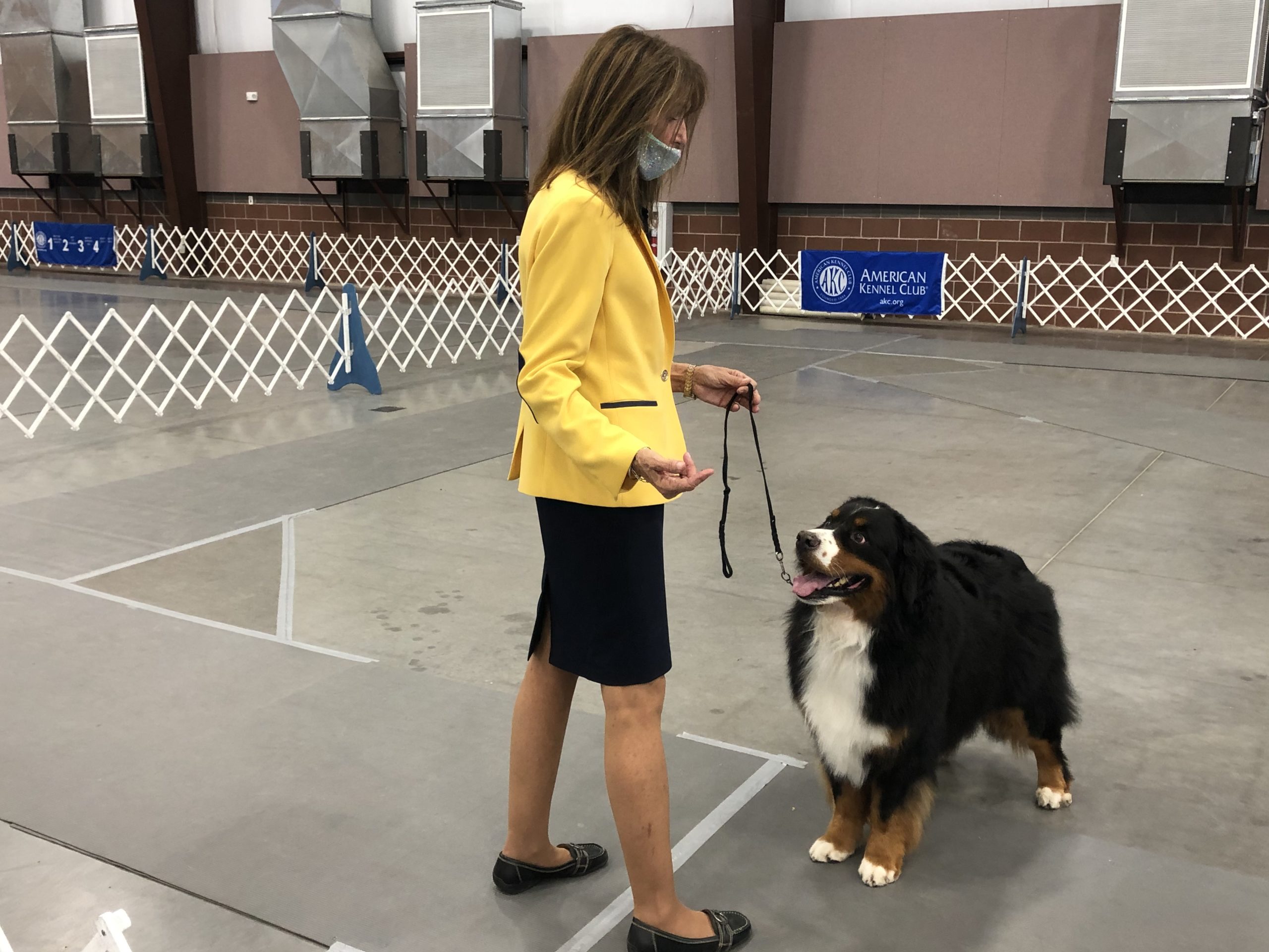 bernese mountain dog puppies for sale kennel club