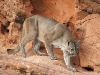 Mountain lion