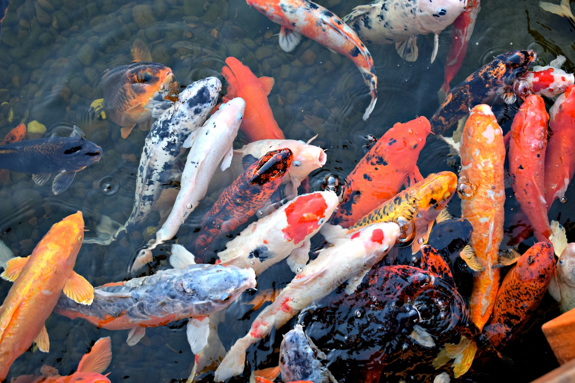 A fishy invasion: Koi fish, smallmouth bass infest local reservoirs and