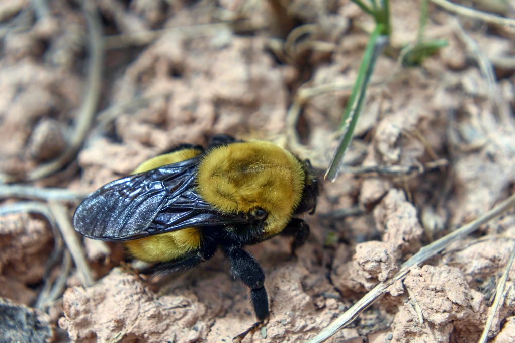 Stinging Sensation: The Story Behind the Salt Lake Bees – SportsLogos.Net  News