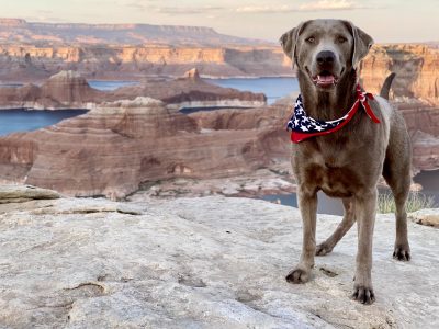 Andrea Tanzella's dog Beau poses for the camera, location and date unspecified | Photo courtesy of Andrea Tanzella, St. George News