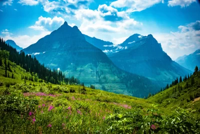 Fireweed flowers fill the valleys of Glacier National Park in this photo by Brady Iverson, Montana, date unspecified | Photo courtesy of Brady Iverson, St. George News