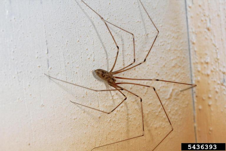 Cellar Spiders – Cellar Spider Bites, Facts and Information