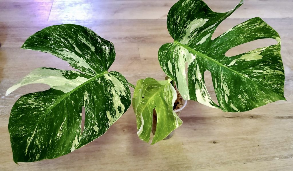 Rare plants shown at Thrive Indoor Plants, location and date not specified | Photo courtesy of Kayla Kline, St. Louis.george news