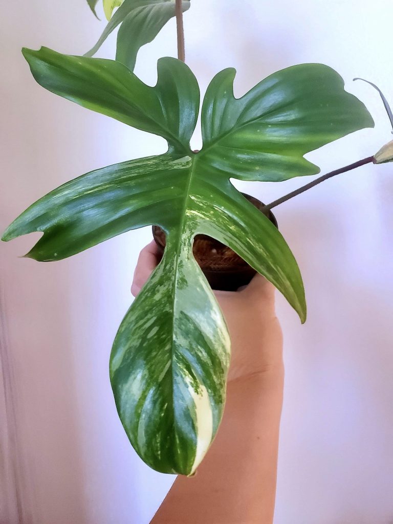 Rare plant spotted by Thrive Indoor Plants, location and date not disclosed |  Photo by Kayla Klein, St. George News