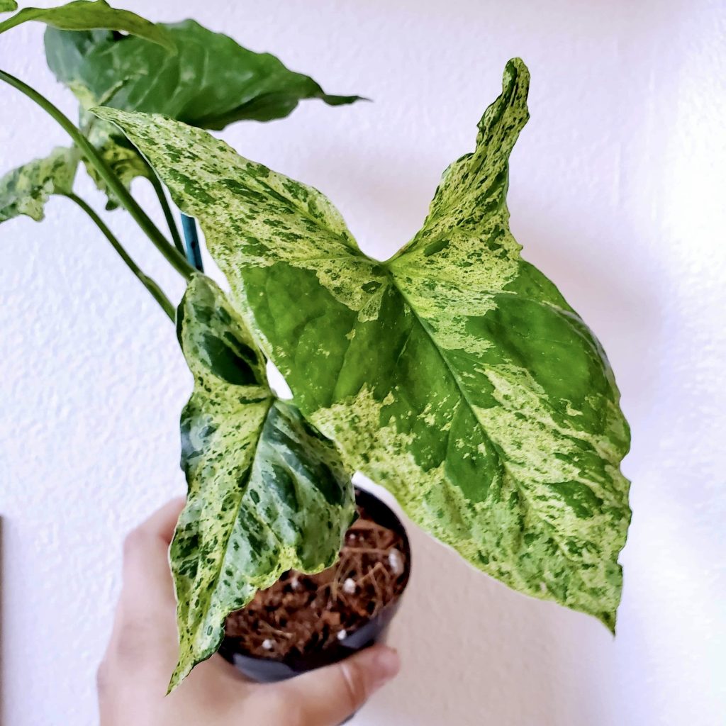 Rare plant spotted by Thrive Indoor Plants, location and date not disclosed |  Photo by Kayla Klein, St. George News