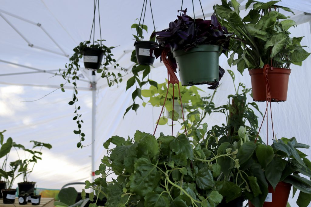 Plants are displayed at the Thrive Indoor Plants Downtown Farmers Market in St. George, Utah, October 15, 2022 |  Photo by Jesse Bang, St. George News