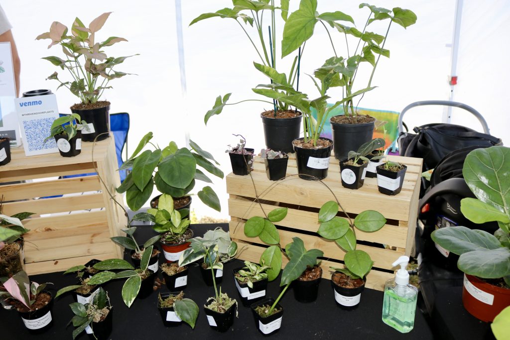 Plants from Thrive Indoor Plants are on display at the farmers market in downtown St. Louis. George, Utah, October.  January 15, 2022 | Photo by Jessi Bang.george news