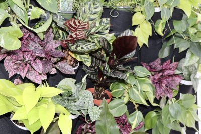 Plants are displayed at the Thrive Indoor Plants Downtown Farmers Market in St. George, Utah, October 15, 2022 |  Photo by Jesse Bang, St. George News
