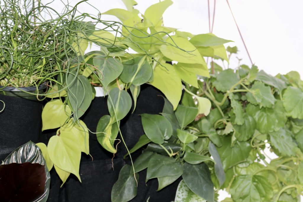 Plants are displayed at the Thrive Indoor Plants Downtown Farmers Market in St. George, Utah, October 15, 2022 |  Photo by Jesse Bang, St. George News