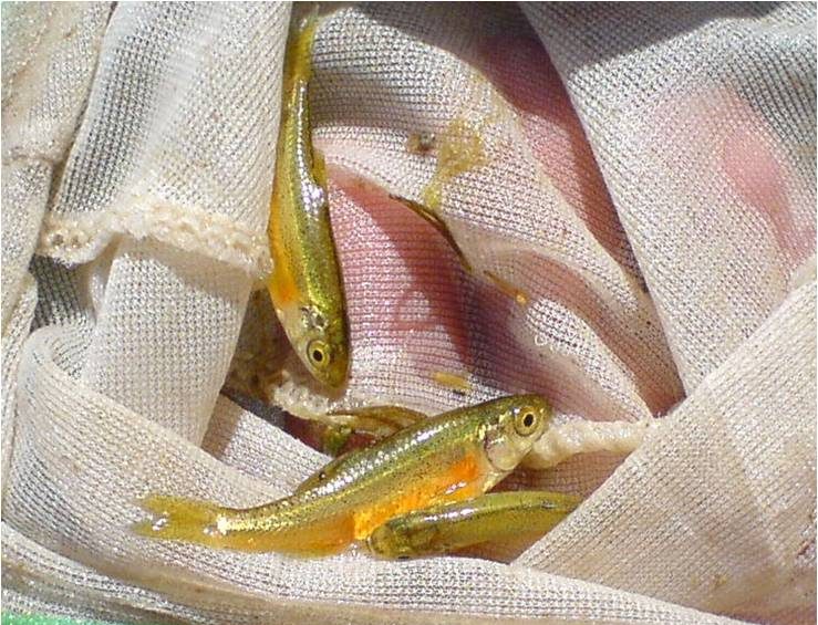 Environmental group says small fish may catch extinction from Pine
