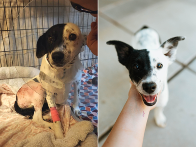 A before and after rescue photo shows Olivia, a dog that is currently available for adoption, location and date unspecified | Photo courtesy of Kyla Kane, St. George News