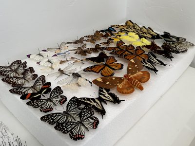 Real butterflies are seen pinned to a board in preparation for artwork, St. George, Utah, Jan. 23, 2023 | Photo by Jessi Bang, St. George News