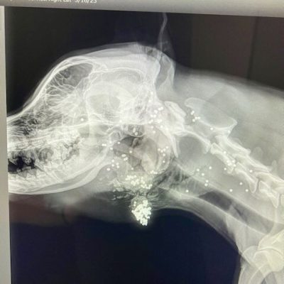 An x-ray shows the pellets scattered inside Vinnie after he was shot with a buckshot shotgun shell, location and date unspecified | Photo courtesy of Jennifer Hare, St. George News