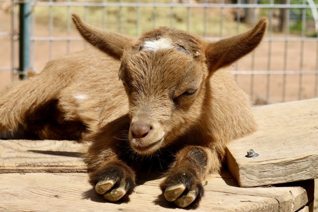 Baby Goat With Rare Condition in North Carolina Named Miracle