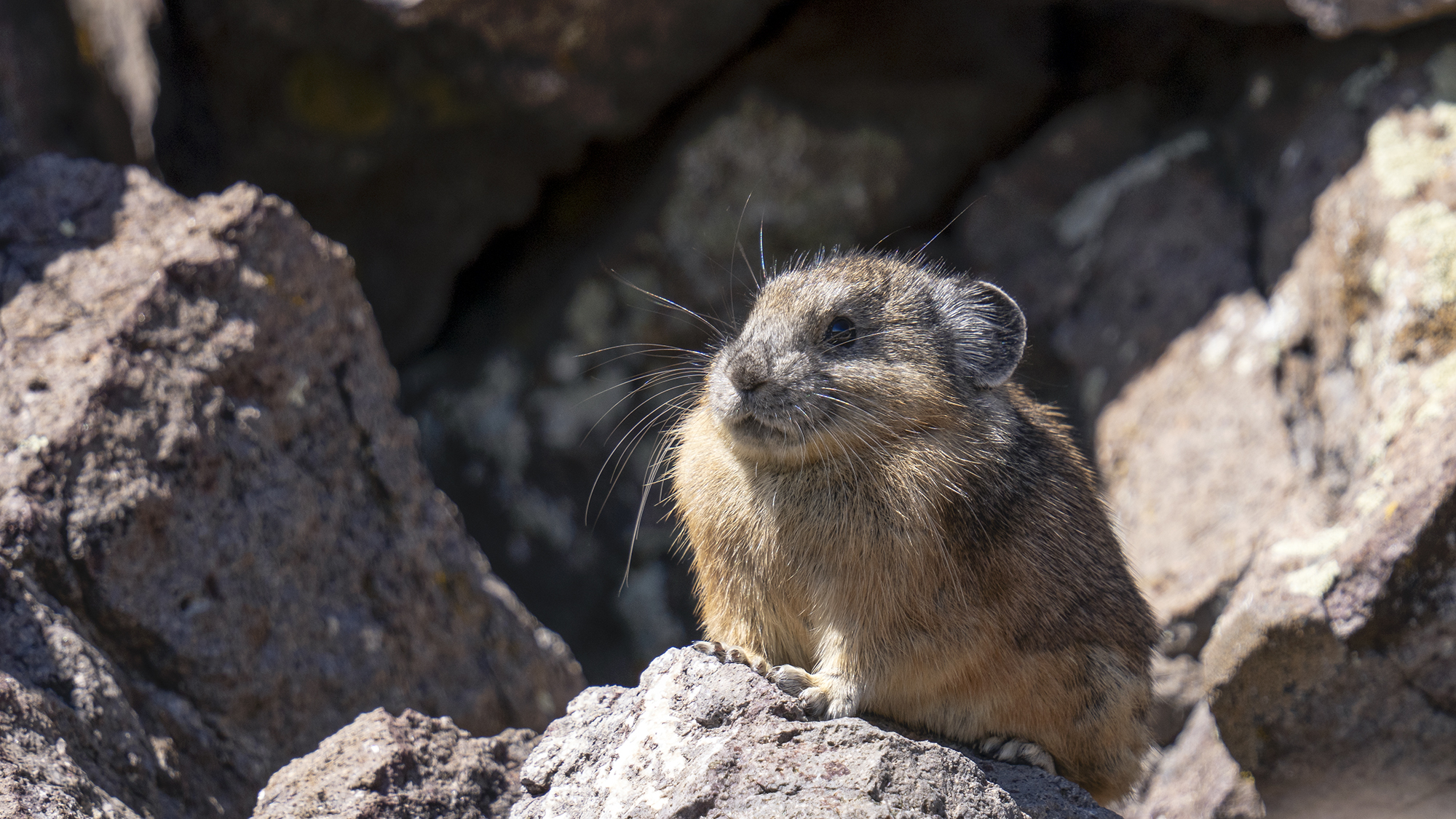 Pika - Wild About Utah