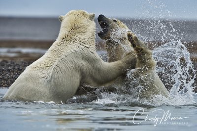 Polar Bears are photographed by Charly Moore in Alaska, date unspecified | Photo courtesy of Charly Moore, St. George News