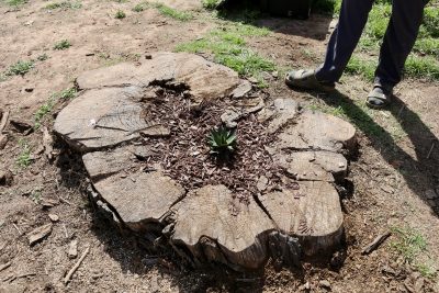 A small agave bush is planted in an old tree stump at Zion Giving Garden, Hurricane, Utah, March 11, 2024 | Photo by Jessi Bang, St. George News